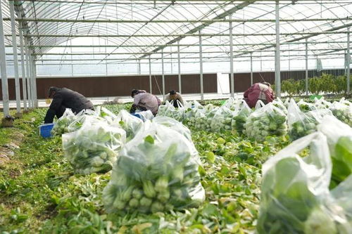 漫长的季节里，反复爱上竖新镇的植物提取物研发