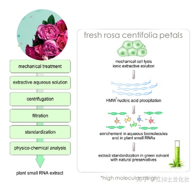 植物提取物 化妆品中的智慧之选，还是营销噱头？