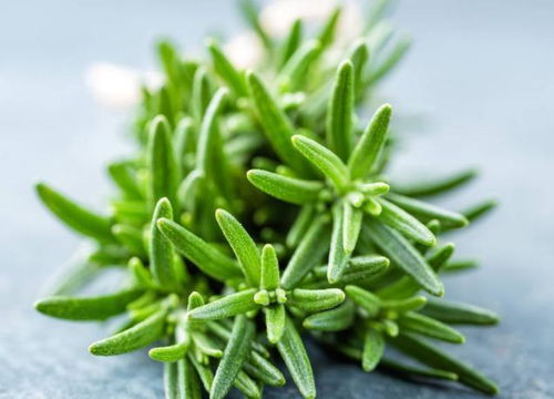 脸上出现这5个征兆，警惕数万条螨虫正侵袭！植物提取物研发带来新希望